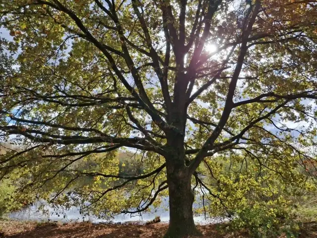 Afbeelding boom FO (1)