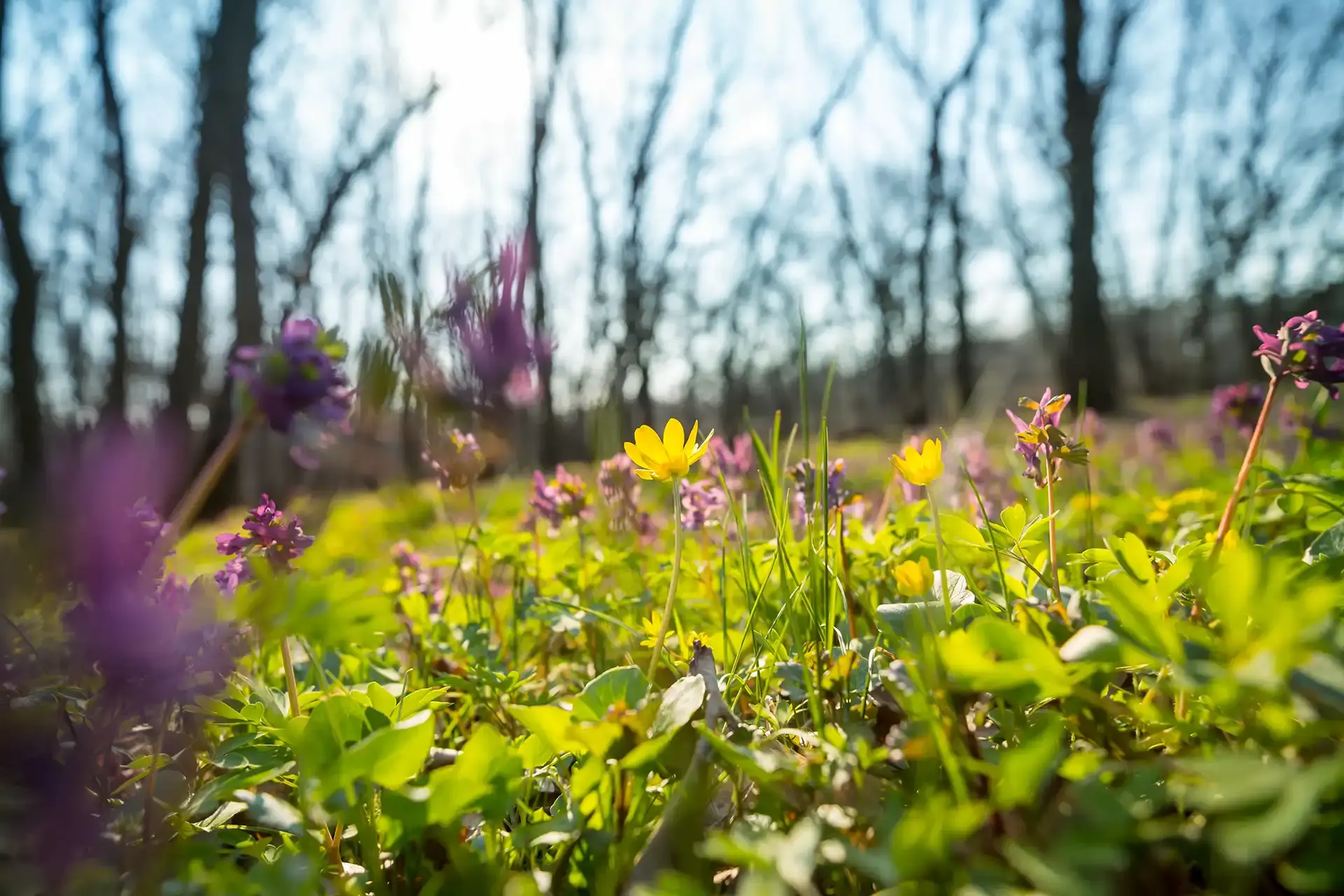 LEADER lente veld
